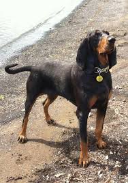 Black And Tan Bloodhound Coonhound Pin By Becky Krichevsky On Black Tan Coonhounds Basset Hound Dog Hound Dog Dogs