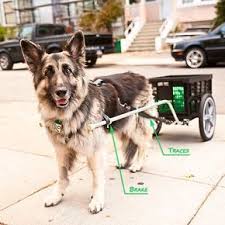 My Coworker Has A Weak Back And A Wonderful Connection With Her Dog So She Built A Dog Cart For Her Dog To Safely Port Heavy It Harnais Chien Chien Chien