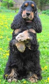 American Black And Tan Cocker Spaniel Cocker Spaniel Cocker Spaniel Puppies Cocker Spaniel Cocker Spaniel Breeds