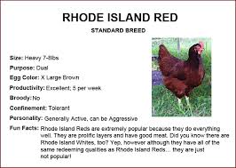 Despite their somewhat cranky demeanors, these chickens are energetic and quite fun to watch. Chicken Breeds Rhode Island Red Chicken Breeds Rhode Island Red Chickens Rhode Island Red