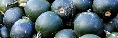 Maybe you would like to learn more about one of these? Gem Squash Mila S Meals