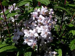 Image result for Deutzia x hybrida ′Mont Rose