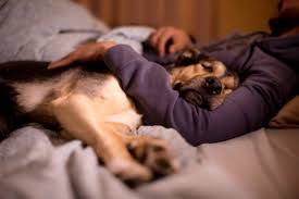 Check spelling or type a new query. Should My Dog Sleep In My Bed Vca Animal Hospital