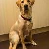 Lab puppies for sale in texas craigslist. Https Encrypted Tbn0 Gstatic Com Images Q Tbn And9gcrxtogjkfmofqe28msrh26ddeu4r5skpbdedilml4quilxfc4wi Usqp Cau