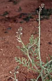 Image result for Carrichtera annua