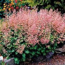 Image result for Heuchera `Swirling Fantasy`