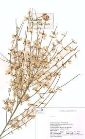 Image result for Retama monosperma