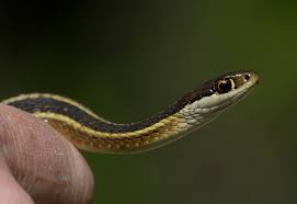 The eastern ribbon snake occurs in southeast canada and in the eastern united states, where it ranges from wisconsin to maine, south to louisiana, the gulf coast and florida (1). Maryland Biodiversity Project Eastern Ribbonsnake Thamnophis Saurita