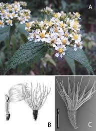 Image result for Platylepis glandulosa