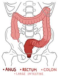 An In-Depth Guide to Anal Training, Stretching & Gaping