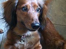 About this piece miniature longhaired dachshund teckel dog, also know as doxie doxies in the us animal art keep your spirit animal close, whether they are a galloping stallion or a dog taking a selfie. Dachshund Wikipedia