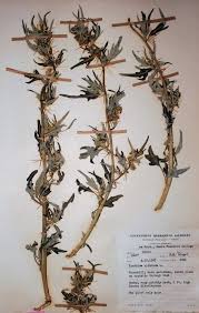 Image result for Xanthium spinosum