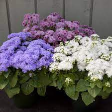Cloud Nine Mix Ageratum Flower Garden Love Flowers Flowers