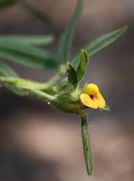 Image result for Stylosanthes guianensis