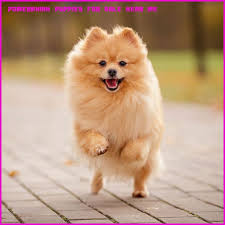 Check spelling or type a new query. Orange Pomeranian Puppies For Sale Near Me Pets Lovers