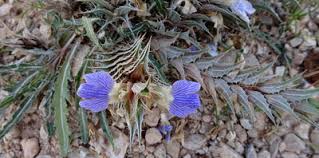 Image result for Blepharis stuhlmannii