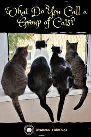 Seeing as one cat is just called a cat, and two cats are a pair of cats. What Do You Call A Group Of Cats Upgrade Your Cat Group Of Cats Cat Behavior Cats