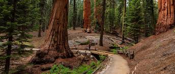 The national (2001), sad songs for dirty lovers (2003) and. Sequoia Kings Canyon National Parks In Park Lodging