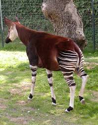 Okapi are incredibly unique animals, both in appearance and behavior. File Okapi Bristol 600pix Jpg Wikimedia Commons