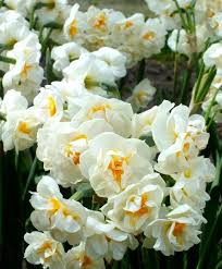 Narcissus Bridal Crown Fragrant Bridal Crown Was Introduced In The Mid 1940s This Award Winning Double Narc Bulb Flowers Early Spring Flowers Narcissus Flower