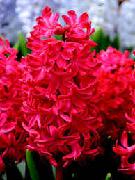 Image result for Hyacinth Red 2016 S