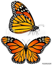 Image Result For Monarch Butterfly Side View Monarch Butterfly Butterfly Illustration Butterflies Vector