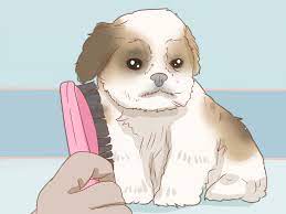 Cara Merawat Anak Anjing Shih Tzu: 14 Langkah (Dengan Gambar)