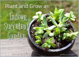 Indoor succulent gardens are a little more work than outdoor ones. Indoor Succulent Garden Purify Your Air With This Diy Succulent Garden