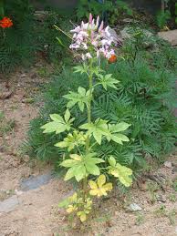 Image result for Cleome monophylloides