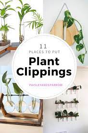 11 Plant Propagation Stations Paisley Sparrow Plants Propagating Plants Easy Garden