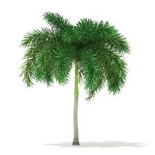 Foxtail Palm Tree 3d Model 6 2m Foxtail Palm Palm Trees Landscaping Foxtail Palm Tree