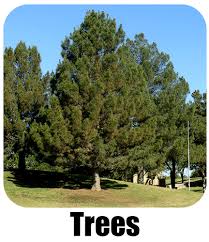 Maybe you would like to learn more about one of these? Star Nursery Garden Center S Plant Library