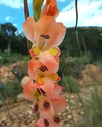 Image result for Dicliptera clinopodia