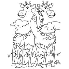We did not find results for: Top 20 Free Printable Giraffe Coloring Pages Online
