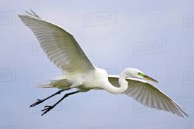 USA, Florida, Venice. Portrait of great egret flying at Venice ...