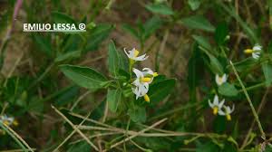 Image result for Solanum chenopodioides