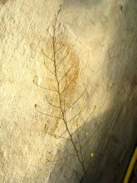 Image result for Eriospermum abyssinicum