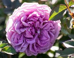Veranda Lavender