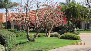 27 fast growing privacy shrubs. Unusual Tree With Red Flowers And No Leaves Catiwasa Flickr