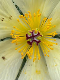 Image result for Argemone mexicana