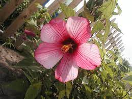 hibiscus hibiscus bloom flowers