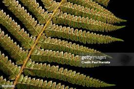 Image result for Dryopteridaceae