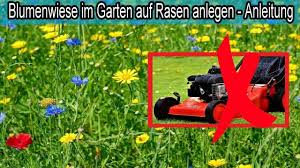 Die vielen blütenarten leuchten auf dem rasen wie farbtupfen im garten. Naturliche Blumenwiese Im Garten Auf Rasen Anlegen Nur Noch 2 Mal Im Jahr Rasenmahen Youtube