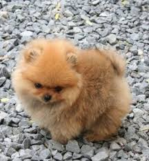Thinking About Bringing A Pomeranian Puppy Into Your Home Here Are A Few Things To Know About The Breed As A Puppy Do Baby Animals Puppies Cute Baby Animals