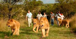 Image result for lion walking