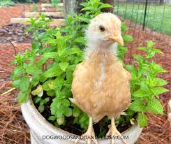 We are working to find out the source of this image. Ways To Use Herbs In The Chicken Coop Dogwoods Dandelions