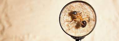 Call 1300 657 546 to speak with a consultant or book online. Building And Pest Inspection I Qualified Best Services At Impact Building