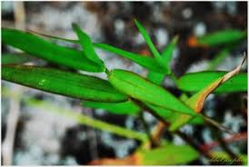 Image result for Isachne kiyalaensis