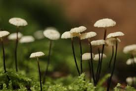 Image result for Marasmius rotula