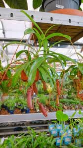 Image result for Geigeria burkei